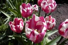 More Tulips